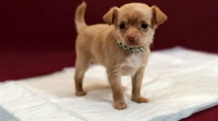 Jak nauczyć psu pelety